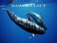 Mamalia laut