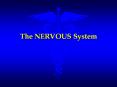 The NERVOUS System PowerPoint PPT Presentation