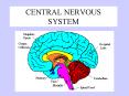 CENTRAL NERVOUS SYSTEM PowerPoint PPT Presentation