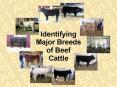 Identifying Major Breeds of Beef Cattle PowerPoint PPT Presentation
