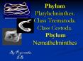Phylum Platyhelminthes. Class Trematoda. Class Cestoda. Phylum Nemathelminthes PowerPoint PPT Presentation