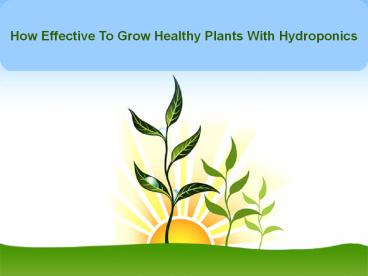 How Effective To Grow Healthy Plants With Hydroponics