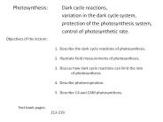 Photosynthesis: Dark cycle reactions,
