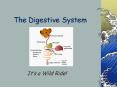 The Digestive System PowerPoint PPT Presentation