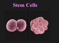 Stem Cells PowerPoint PPT Presentation