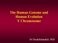The Human Genome and Human Evolution Y Chromosome PowerPoint PPT Presentation