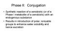 Phase II: Conjugation PowerPoint PPT Presentation