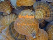 Scallops
