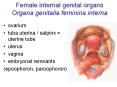 Female internal genital organs Organa genitalia feminina interna PowerPoint PPT Presentation