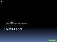 Cheetah PowerPoint PPT Presentation