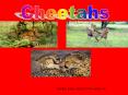Cheetahs PowerPoint PPT Presentation