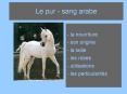 Le pur - sang arabe PowerPoint PPT Presentation