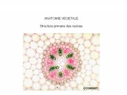 ANATOMIE VEGETALE