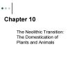 The Neolithic Transition:    The Domestication of Plants and Animals PowerPoint PPT Presentation
