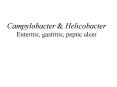 Campylobacter PowerPoint PPT Presentation
