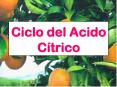 Ciclo del Acido C PowerPoint PPT Presentation