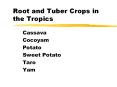 Root and Tuber Crops in the Tropics PowerPoint PPT Presentation