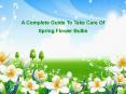 A Complete Guide To Take Care Of Spring Flower Bulbs PowerPoint PPT Presentation