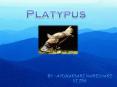 Platypus PowerPoint PPT Presentation