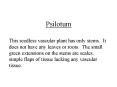 Psilotum PowerPoint PPT Presentation