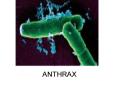 ANTHRAX PowerPoint PPT Presentation