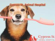 Cypress St. Animal Hospital