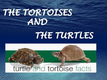 The Tortoises And The Turtles