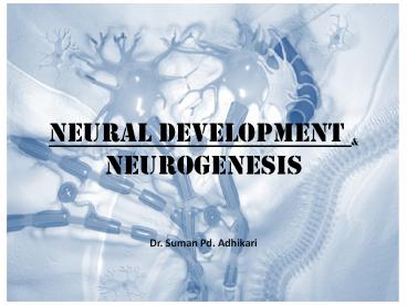 Neurogenesis