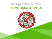 Termite Control Adelaide – Eco-Friendly Pest Treatments