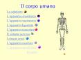 Il corpo umano PowerPoint PPT Presentation