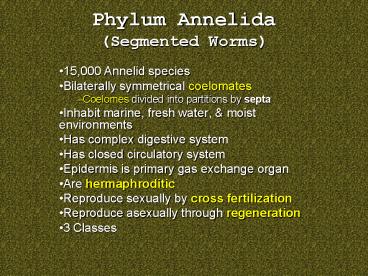 Phylum Annelida (Segmented Worms)