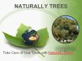 Take Care of Your Trees with Sydney Arborist PowerPoint PPT Presentation