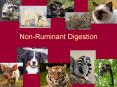 Non-Ruminant Digestion PowerPoint PPT Presentation