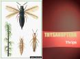THYSANOPTERA PowerPoint PPT Presentation