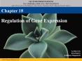 Regulation of Gene Expression PowerPoint PPT Presentation