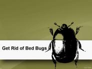 Get Rid of Bed Bugs