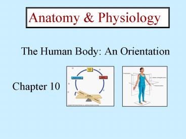 The Human Body: An Orientation