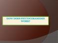 How Does Phytoceramides Work? PowerPoint PPT Presentation