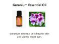 Buy Geranium Essential Oil