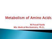 Amino acid metabolism