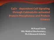 Ca2+   dependent Cell Signaling