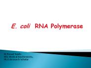 E.coli RNA polymerase