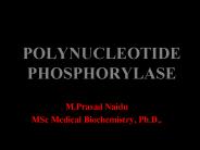 Polynucleotide phosphorylase