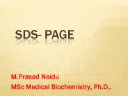 SDS-PAGE (1)