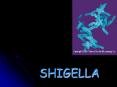 SHIGELLA PowerPoint PPT Presentation