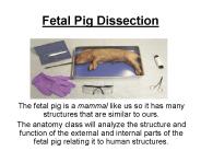 Fetal Pig Dissection