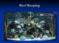 Reef Keeping PowerPoint PPT Presentation