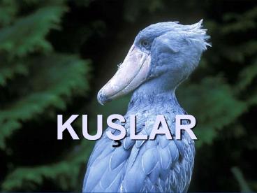 KUSLAR