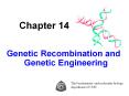 Genetic Recombination and Genetic Engineering PowerPoint PPT Presentation
