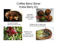 Coffee Berry Borer Kobe Berry Eo
